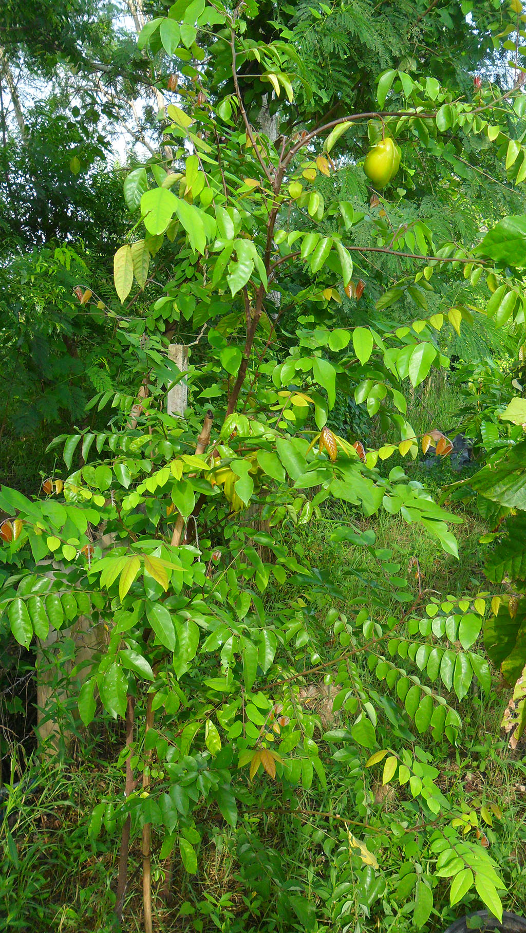 Starfruit - Carambola -  Starfruit Trees 1 year old