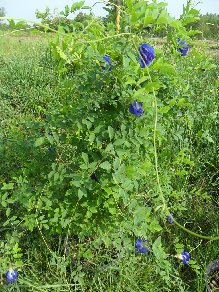 Butterfly Pea - Clitoria Ternatea - Blue Pea plant six months old