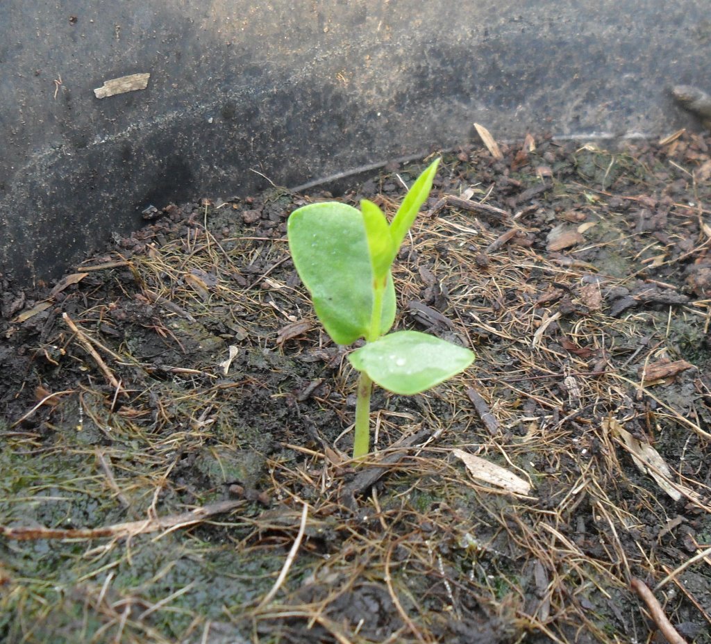 Butterfly Pea - Clitoria Ternatea - Blue Pea seedling after 2 weeks