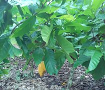 Cocoa - Theobroma Cacao - Growing from Seeds