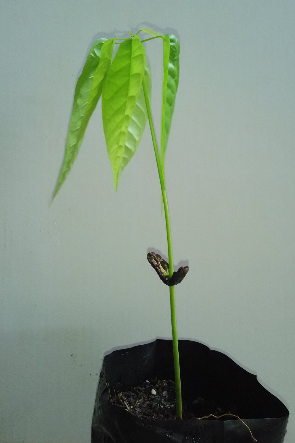 Cocoa - Theobroma Cacao - Cacao plant 3 weeks old