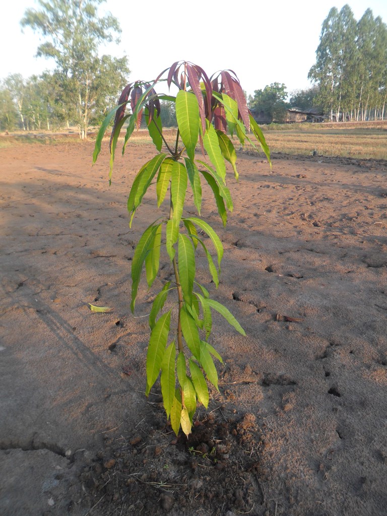 Mango - Young tree six months old