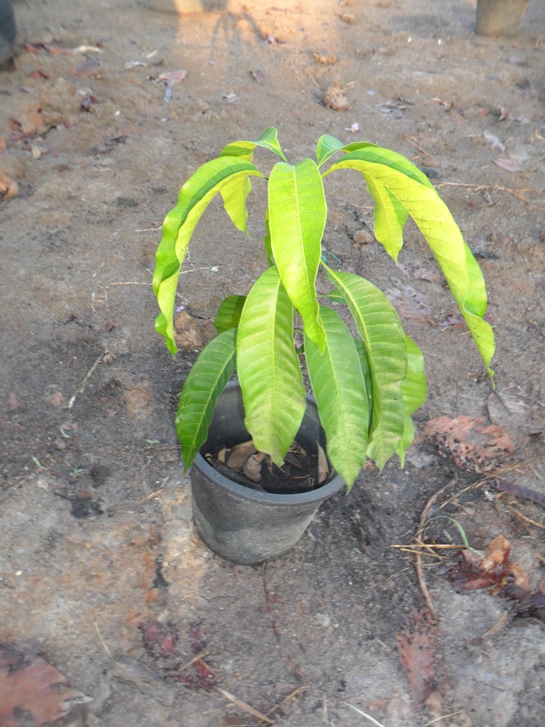Mango - Mango Seedling after three months