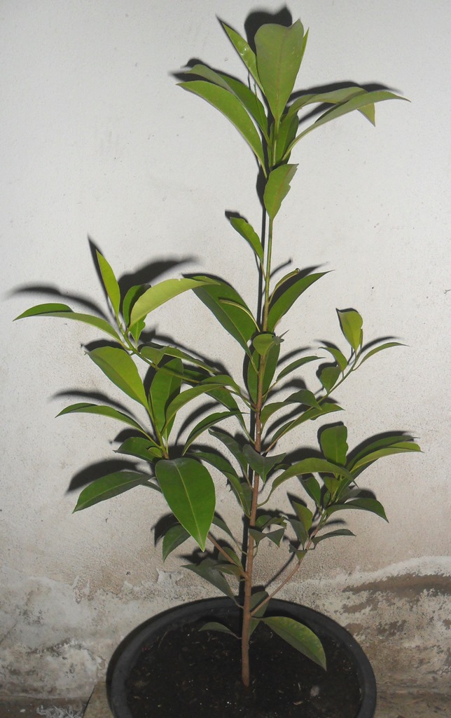 Sapodilla - Lamut -  plant 6 months old